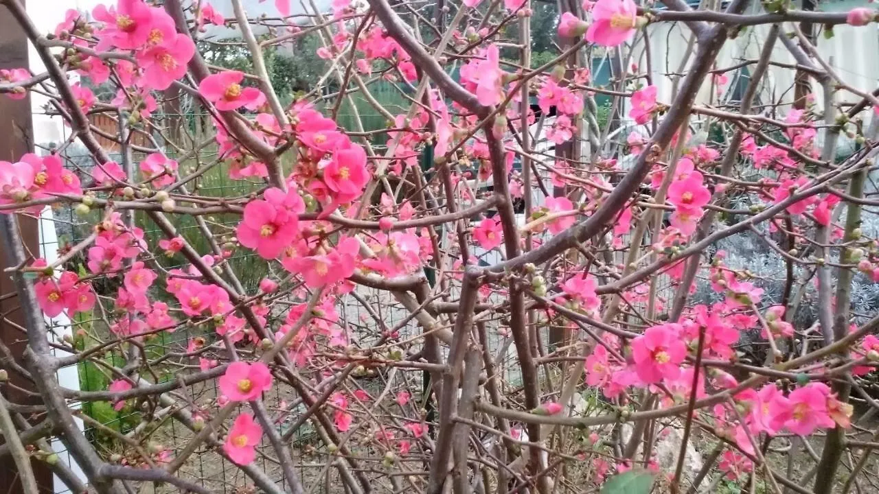 度假居 蒂勒尼亚Casa Nicolo别墅 意大利